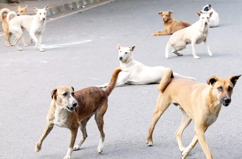  आंध्र प्रदेश में पशु क्रूरता की भयंकर, शर्मनाक घटना। 