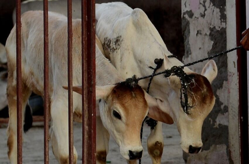  विकासनगर में गौकशी के आरोपी को ग्रामीणों ने पीटकर लहुलुहान कर दिया।
