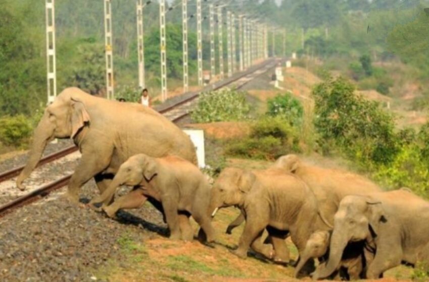  ट्रेन की चपेट में आने से एक मादा हाथी सहित बच्चे की मौत। 