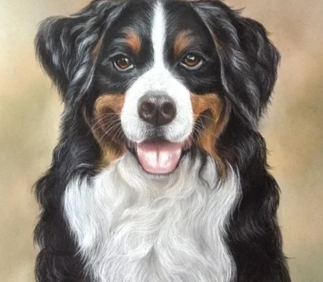  कुत्तों का रजिस्ट्रेशन न करने वालों के देहरादून नगर निगम ने काटे चालान। 