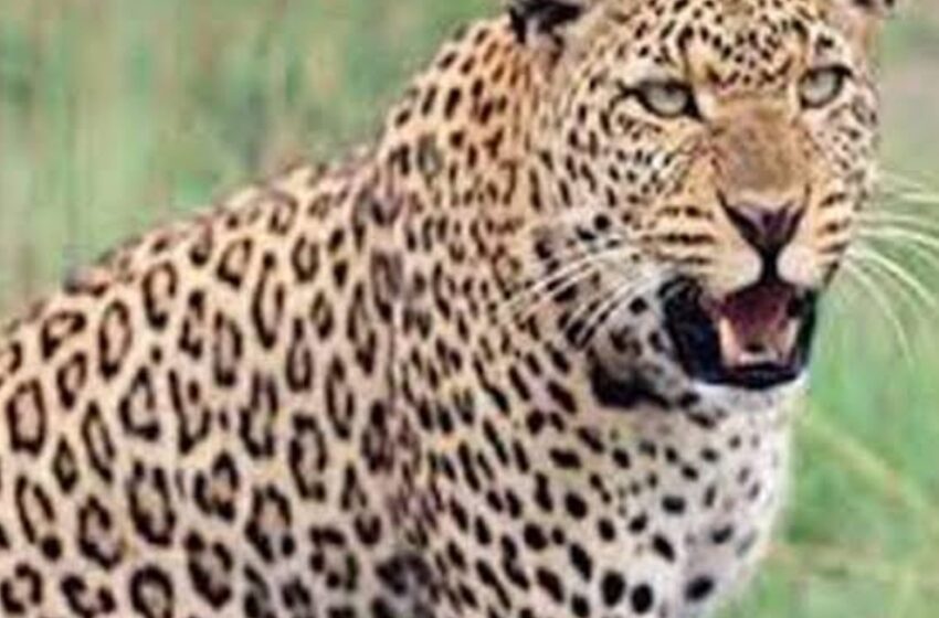  माँ के आंचल में बच्चा सलामत, कहावत को सिद्ध कर दिखाया गांव की एक आदिवासी महिला ने। 