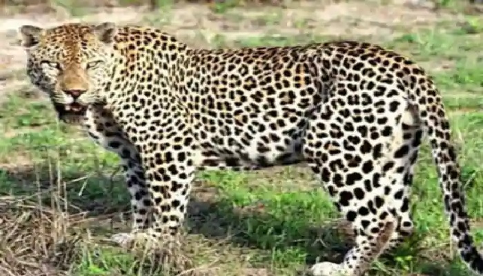  ऋषिकेश की आवास विकास कॉलोनी में मकान के घर के बहार बैठा हुआ दिखा गुलदार।