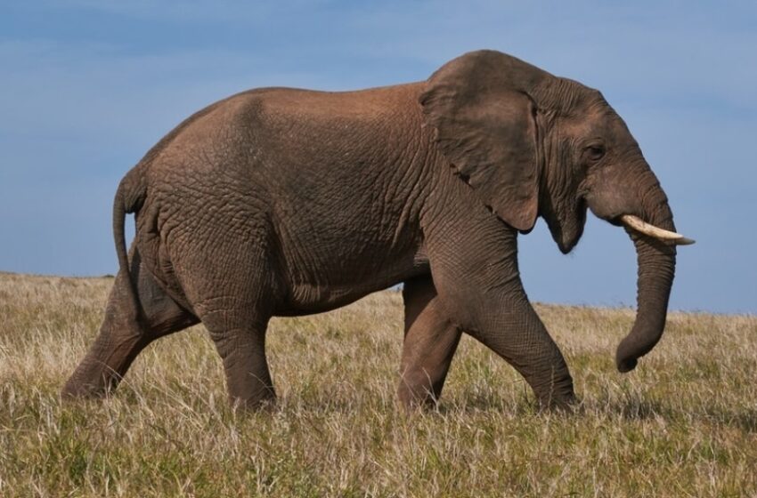  देहरादून के मालदेवता रायपुर में जंगली  हाथियों ने मचाया उत्पात ।