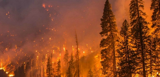  उत्तराखंड के  वनों में आग का प्रकोप जारी।