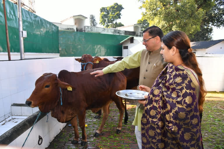  मुख्यमंत्री श्री पुष्कर सिंह धामी ने धर्मपत्नी के साथ गायों की पूजा की।