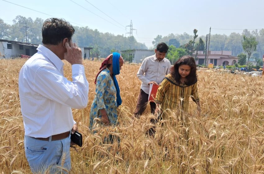 मुख्य विकास अधिकारी झरना कमठान ने गेंहू के फसल कटाई प्रयोग का निरीक्षण किया।