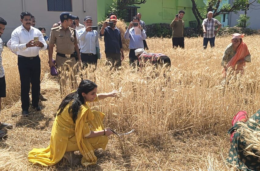  जिलाधिकारी श्रीमती सोनिका ने आज राजस्व ग्राम रायपुर में संपादित फसल कटाई प्रयोग का निरीक्षण किया।