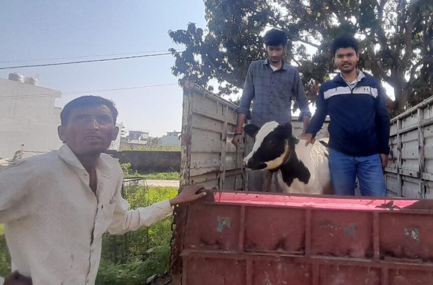 टीम शिवम भट्ट ने चंद्रबदनी के पास बछड़े को किया सफलतापूर्वक रेस्क्यू।