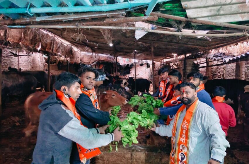  युवा शिव सैनिकों ने दर्जनों गौ माताओं को करवाया भोजन।