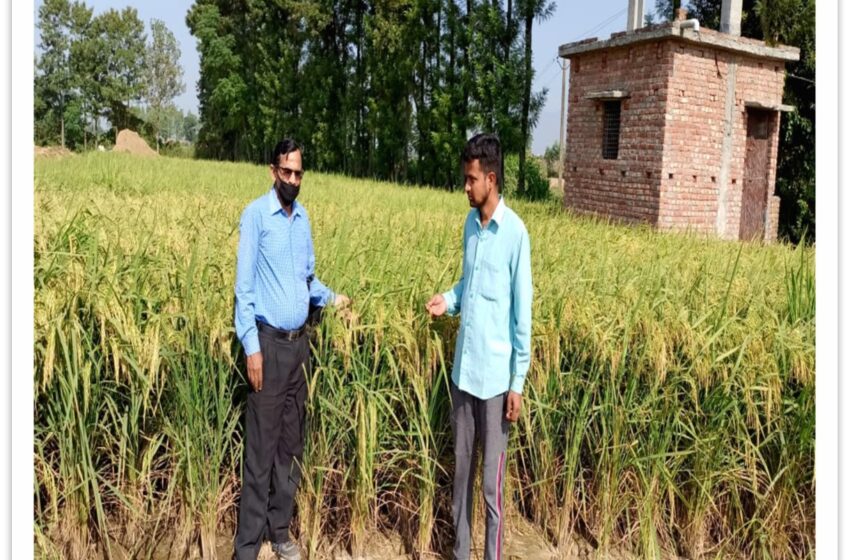  किसानों को हाईब्रिड धान बीजों के प्रयोग से बेहतर उत्पादन और अधिक आय का लाभ मिल रहा है।